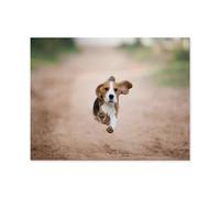 1000 Piece Jigsaw Puzzles for Adults，Beagle puppy running happily in the backyard，Jigsaw Puzzle Adult Paper Puzzles Family Entertainment Toys（50x70cm）-R38