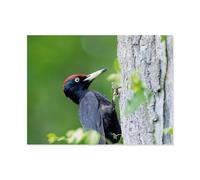 1000 Piece Jigsaw Puzzles for Adults,Black woodpecker,Classic Puzzle Difficult Puzzle Fun Creative DIY Toys Gifts for Girls And Boys, Family Games(50x70cm)-AH50