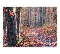 1000 Piece Jigsaw Puzzles for Adults -forests,trees,fallen,leaves 70x50cm
