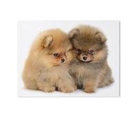 1000 Piece Jigsaw Puzzles for Adults，German Spitz Cute Pet Dog Animal，Classic Puzzle Difficult Puzzle Fun Creative DIY Toys Gifts for Girls And Boys, Family Games（50x70cm）-G93