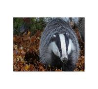 1000 Piece Jigsaw Puzzles for Adults，Gray badger on fallen leaves，Jigsaw Puzzle Adult Paper Puzzles Family Entertainment Toys（50x70cm）-M35