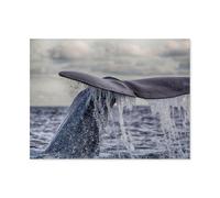 1000 Piece Jigsaw Puzzles for Adults，Humpback whale before the dive，1000 Pieces Puzzles for Challenging Family Activity Game Art Wall Decor DIY Puzzle Gifts（75x50cm）-AR54