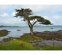1000 Piece Jigsaw Puzzles for Adults - Ireland coast tree 75x50cm