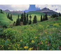 1000 Piece Jigsaw Puzzles for Adults - ow greens grass 75x50cm