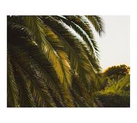 1000 Piece Jigsaw Puzzles for Adults -Palm Tree,Leaves,Tropics,Green 70x50cm