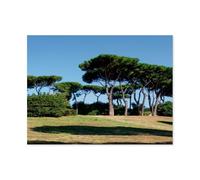 1000 Piece Jigsaw Puzzles for Adults,Rome, pines in the park,Jigsaw Puzzle Adult Paper Puzzles Family Entertainment Toys(38x26cm)-AP81