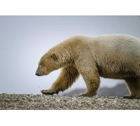 1000 Piece Jigsaw Puzzles for Adults, Thick Durable Scary Paper Puzzles, Perfectly Interlocking Fun Family Puzzles for 26x38cm