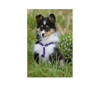 1000 Piece Jigsaw Puzzles for Adults，Through the Year with Shelties，1000 Pieces Puzzles for Challenging Family Activity Game Art Wall Decor DIY Puzzle Gifts（50x70cm）-AF20