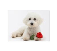 1000 Piece Jigsaw Puzzles for Adults，White Dog Pet Bichon Frise，Irregular Shaped Pieces for Challenging Fun, Gifts for Family Game Night（75x50cm）-F55