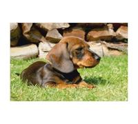 1000 Piece Jigsaw Puzzles for Adults，Wirehaired Dachshund Puppy，Classic Puzzle Difficult Puzzle Fun Creative DIY Toys Gifts for Girls And Boys, Family Games（38x26cm）-AF56