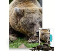 1000 Piece Jigsaws for Teenagers Bear Sleep on Stone Exact Fit Game Thinking Skill Game Calm Fun Time Birthday Fun Play (50x75cm)