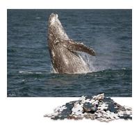1000 Piece Kaikoura Whale I Square Puzzle for Adults, Wooden Puzzles Puzzle Hands-on Game 1000pcs (75x50cm)