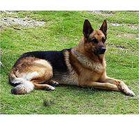 1000 Piece Paper Jigsaw Puzzle German Shepherd Dog Circle Painting Art Craft Home Decor Gift Decoration Gift 50x70cm