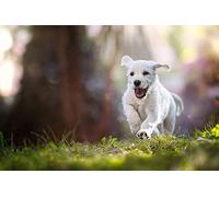 1000-Piece Paper Puzzle - Puzzle Gift, A, 1000 - Decompression Toys, Gifts for Children, Popular Decorative Pictures for the Living Room, 26x38cm