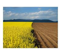 1000 Piece Puzzle Beautiful Decoration Puzzle-Arable,land,earth,flowers 70x50cm