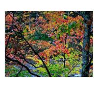 1000 Piece Puzzle Beautiful Decoration Puzzle-Autumn,trees,landscape 70x50cm