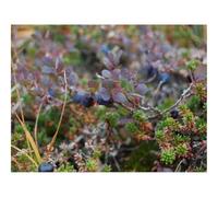 1000 Piece Puzzle Beautiful Decoration Puzzle-Blueberries,branches,berries 70x50cm
