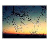 1000 Piece Puzzle Beautiful Decoration Puzzle-Branches,decline,evening 70x50cm