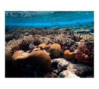 1000 Piece Puzzle Beautiful Decoration Puzzle-Corals,algae,underwater,world 70x50cm