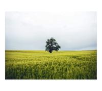 1000 Piece Puzzle Beautiful Decoration Puzzle-Field,tree,lonely 70x50cm
