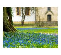 1000 Piece Puzzle Beautiful Decoration Puzzle-Flowers,macro,earth 70x50cm