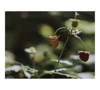 1000 Piece Puzzle Beautiful Decoration Puzzle-Wild Strawberries,Berry,Leaves,Macro,Flowers 70x50cm