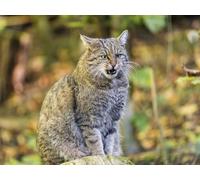 1000 piece puzzle for adults and children from 14 years-forest, cat, cat, aggression 50x70CM