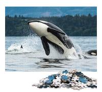 1000 Piece Puzzle Orca Breaching in Ocean Water Jigsaw Puzzles For Woodenboard Puzzles Best Gift for Adults Birthday Gifts 1000pcs (75x50cm)