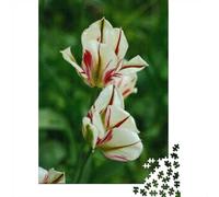 1000 Piece Puzzle, Striking Red And White Striped Tulips, 70x50cm/1000pcs