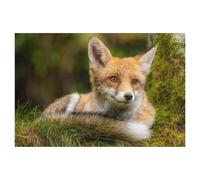 1000 Piece Puzzles，Fox，for Children and Adults, Assembly Puzzle, Fun Game（50x70cm）-AI30
