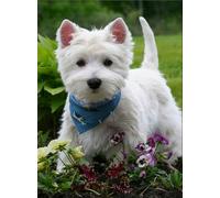 1000 Pieces Animal Puzzle Westie Dog Jigsaw Puzzles For Adults Thick Sturdy Challenging Party Games For Teens Puzzle Game Family Puzzle Gift 52x38cm