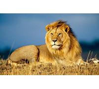 1000 Pieces Boy Playing Football Creative Puzzle Difficult Large Educational Jigsaw Puzzles Stress Reliever Toys for Adults Kids50x70cm