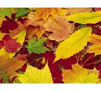 1000 Pieces Family Fun Jigsaws Puzzles for Adults Gifts - Leaves yellow red 75x50cm
