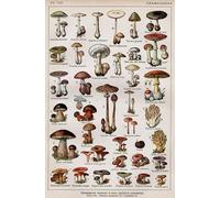 1000 Pieces - For Adult Stress Relief Toys - Retro Mushrooms Illustrations - Art Jigsaw - Memory Games For The Elderly - Wall Decoration - Pk23Zw
