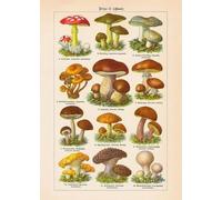 1000 Pieces - For Adult Stress Relief Toys - Retro Mushrooms Illustrations - Art Jigsaw - Memory Games For The Elderly - Wall Decoration - Pk27Zw