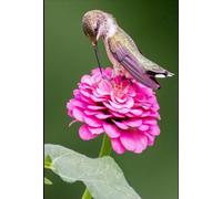 1000 Pieces - Hummingbirds Posters - Children'S Educational Toys - Family Stress Reduction Games - Adults Puzzles Challenge Game Ja140Zp