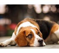 1000 pieces, Impossible Puzzle, skill game for the whole family - dogs, face, sad 38x52CM