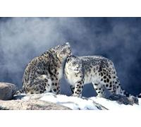 1000 Pieces Jigsaw Puzzle for Adults DIY 2 Snow Leopards on the Mountain Modern Wall Decor Home Art Festival Gift 38x52cm