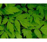 1000 Pieces Jigsaw Puzzles for Adults Diy Puzzle Toys - Leaves green branch 75x50cm