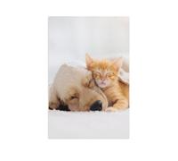 1000 Pieces Jigsaw Puzzles for Adults，Kitten and puppy taking a midday nap，Challenging Game Family Challenging Educational Challenge Home Decoration for Adults And Kids Age 12 Years Up 1000pcs-AS11