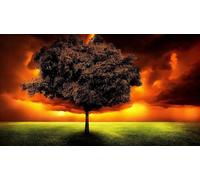 1000 Pieces Jigsaw Puzzles For Adults Oranges Under The Sunset Sky Family Challenging Games Home Decor Gifts38x52cm