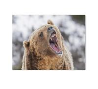 1000 Pieces Jigsaw Puzzles for Adults，Roaring Grizzly Bear，Challenging Game Family Challenging Educational Challenge Home Decoration for Adults And Kids Age 12 Years Up 1000pcs（75x50cm）-T72
