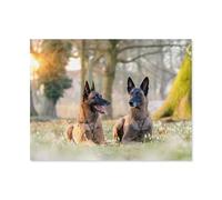 1000 Pieces Jigsaw Puzzles for Adults，The Malinois dog，Decompression Games Home Decor，Puzzles for Adults Birthday Party Gifts for Puzzle Lovers（38x26cm）-I76