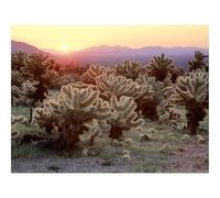 1000 Pieces Jigsaw Puzzles for Adults With Letters On Back-Cactuses,decline,desert 70x50cm