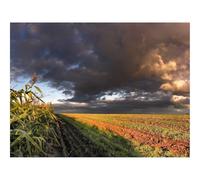 1000 Pieces Jigsaw Puzzles for Adults With Letters On Back-Corn,field,sky 70x50cm