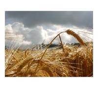 1000 Pieces Jigsaw Puzzles for Adults With Letters On Back-Ear,macro,field 70x50cm