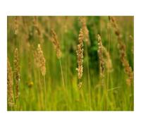 1000 Pieces Jigsaw Puzzles for Adults With Letters On Back-Ears,Field,Gold,Greens 70x50cm