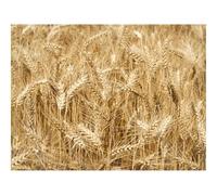 1000 Pieces Jigsaw Puzzles for Adults With Letters On Back-Ears,Field,Wheat,Nature 70x50cm