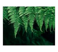 1000 Pieces Jigsaw Puzzles for Adults With Letters On Back-Fern,Leaves,Plant,Blur,Focus 70x50cm