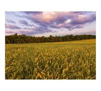 1000 Pieces Jigsaw Puzzles for Adults With Letters On Back-Field,ears,sunset 70x50cm